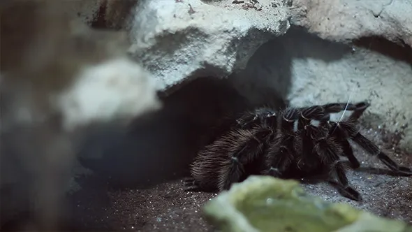 22973 hairy tarantula defensive posture