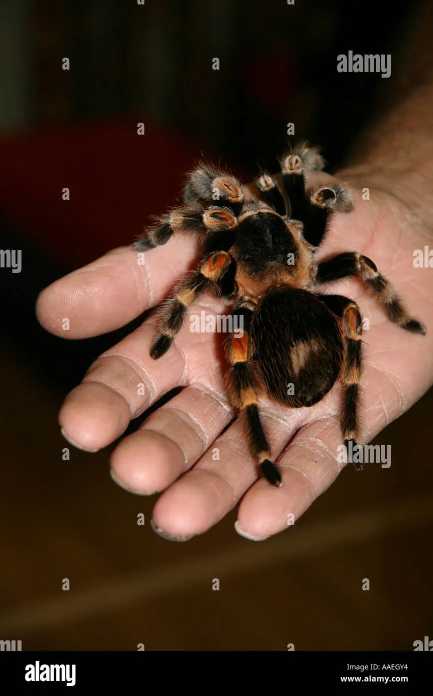 22973 hairy tarantula enclosure