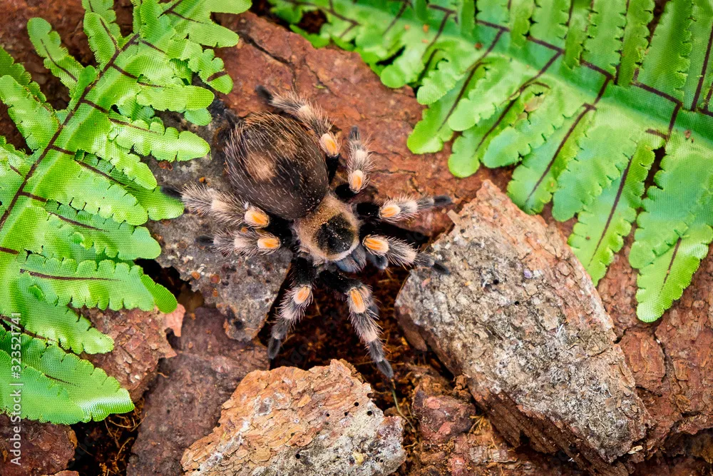 22973 hairy tarantula feeding