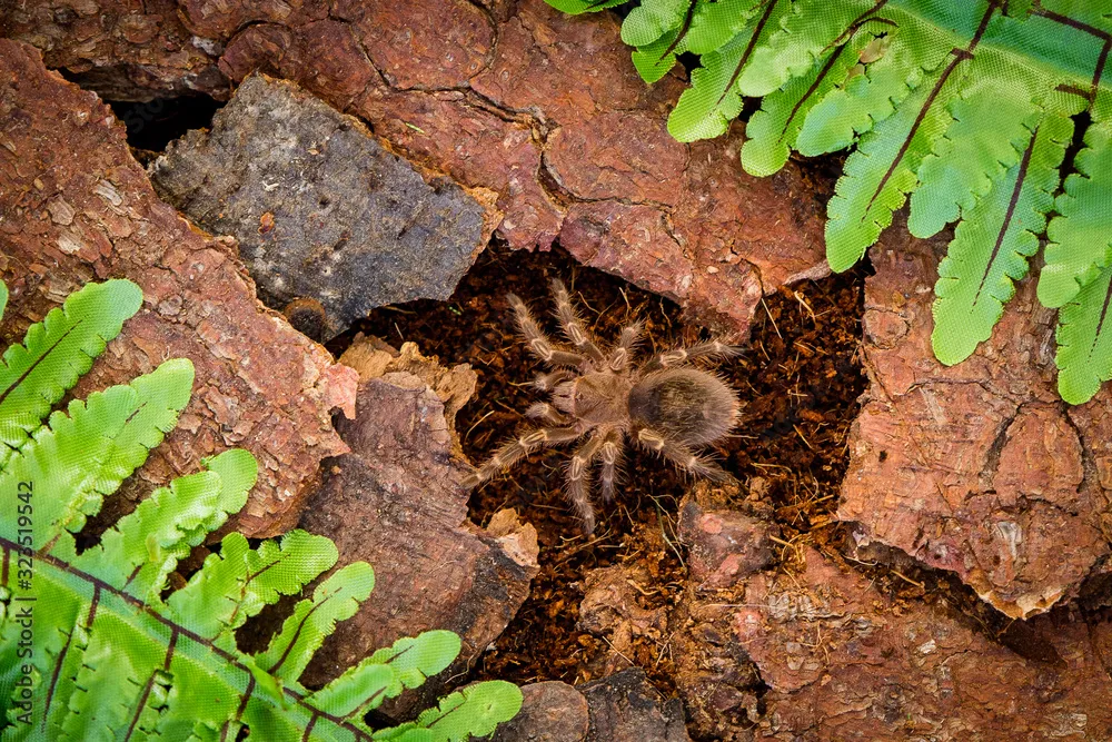 22973 hairy tarantula molting