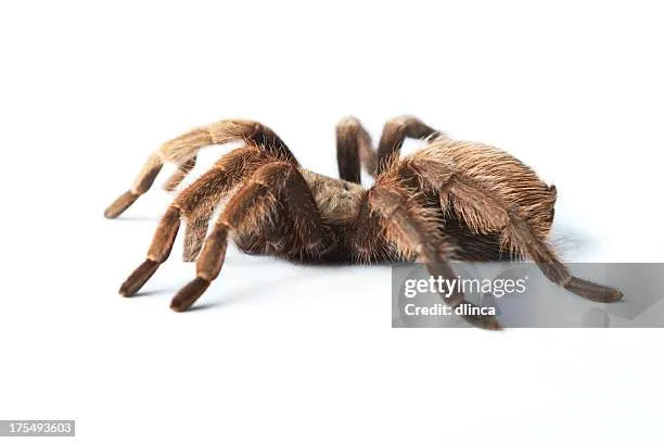 /img/22973-hairy-tarantula-observing.webp