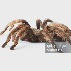 /img/22973-hairy-tarantula-observing.webp