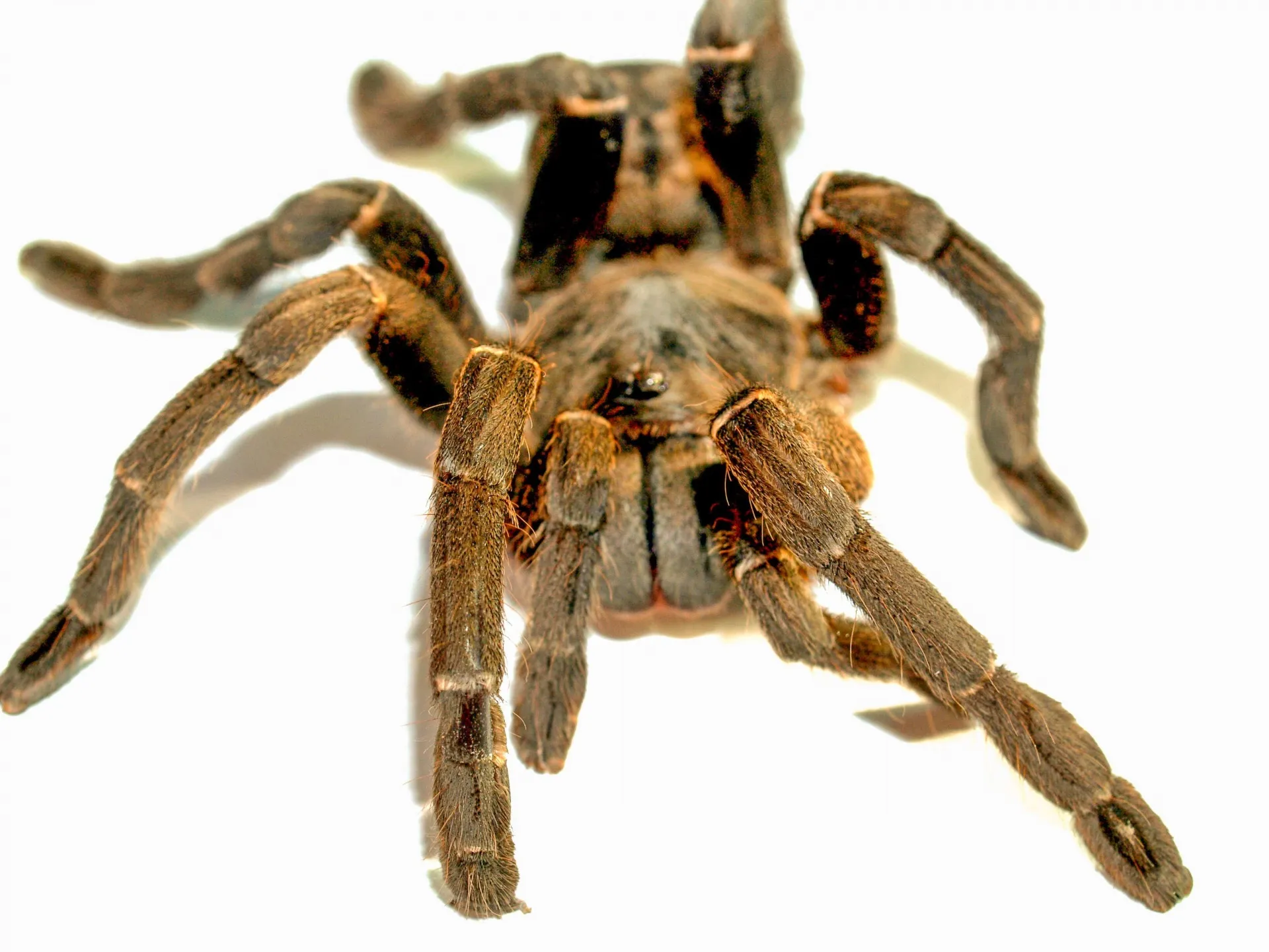 22974 tarantula spider home feeding