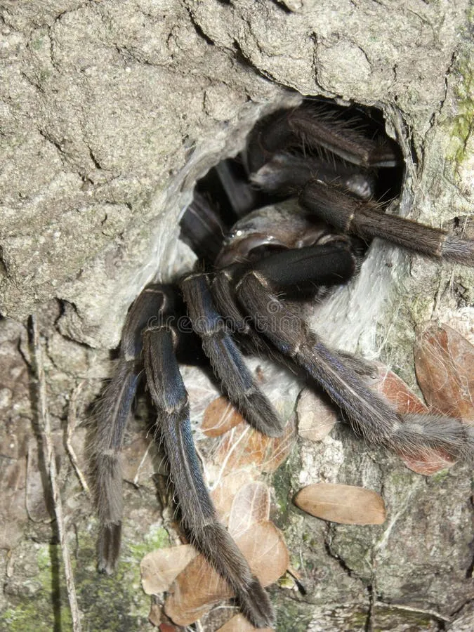 /img/22974-tarantula-spider-home-setup-2.webp
