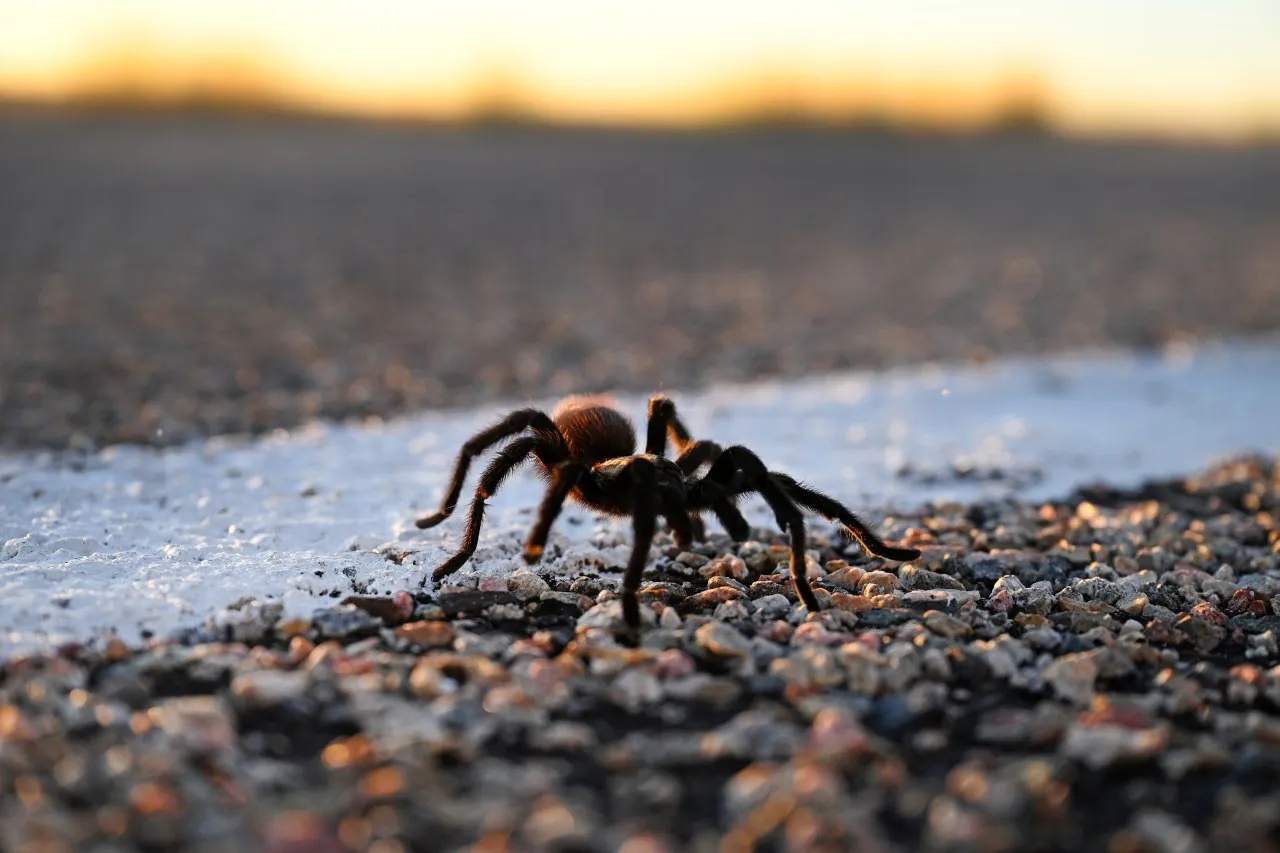 /img/22975-tarantula-crossing-road.webp