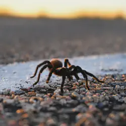 /img/22975-tarantula-crossing-road.webp