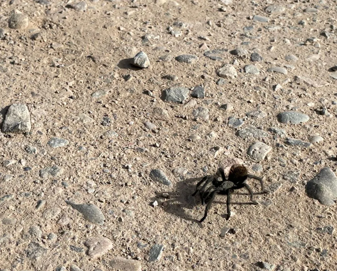 22975 tarantula pueblo co migration