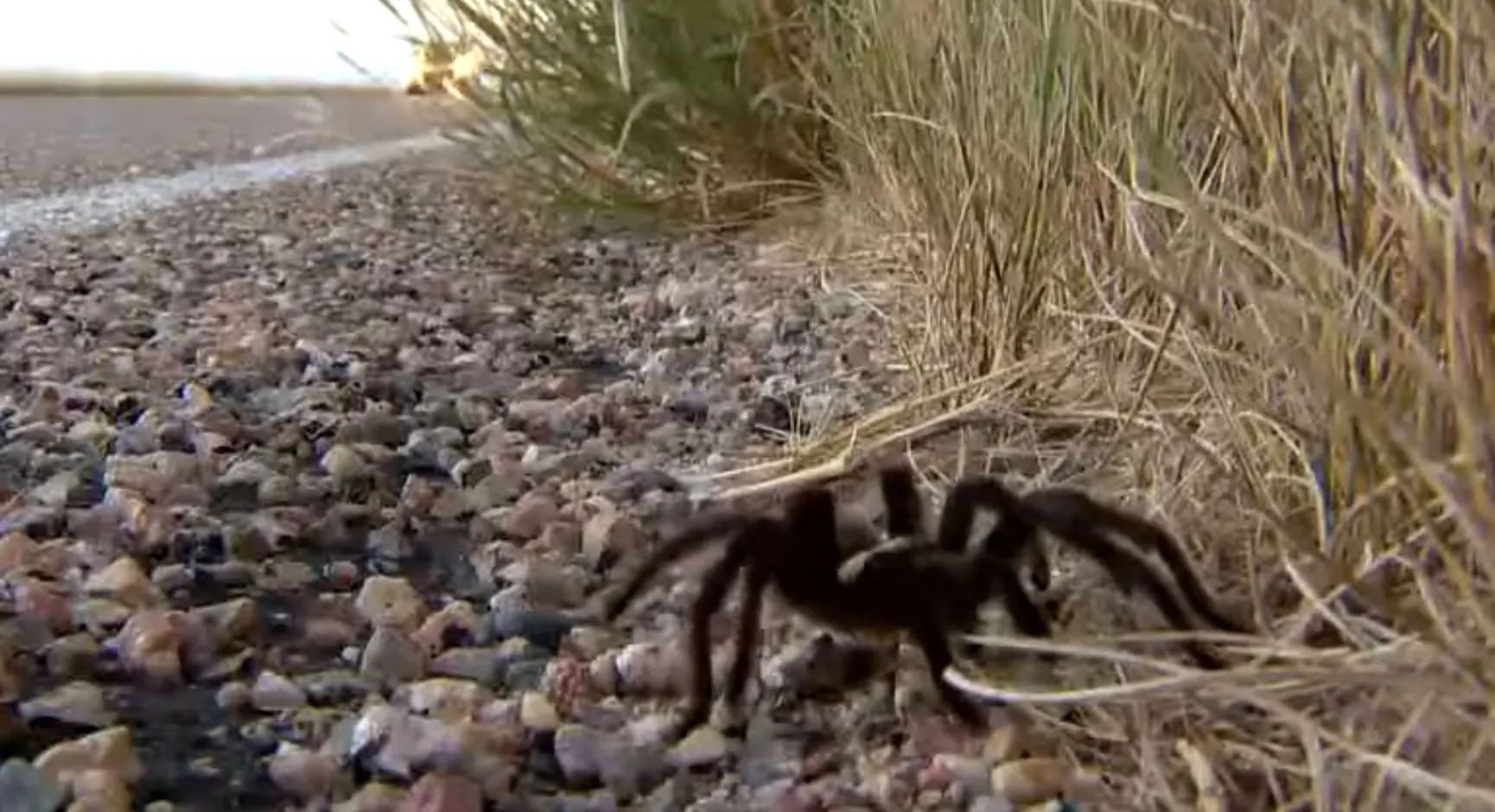 22975 tarantula safety pueblo co
