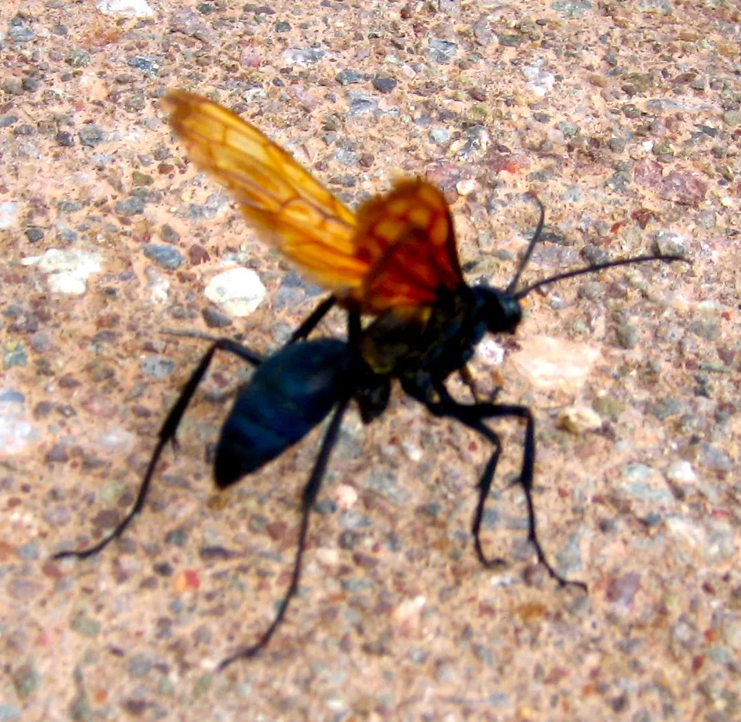 /img/22977-tarantula-hawk-encounter.webp