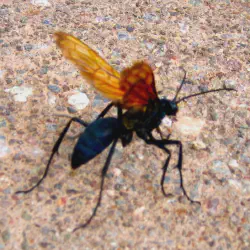 /img/22977-tarantula-hawk-encounter.webp