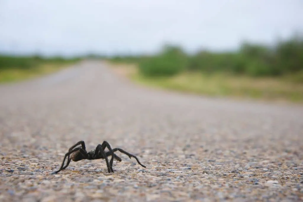 22977 tarantula hawk hunting