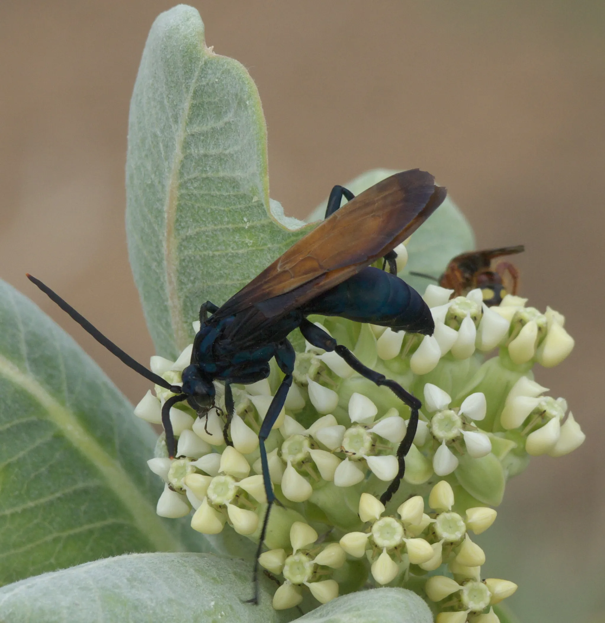 22977 tarantula hawk size
