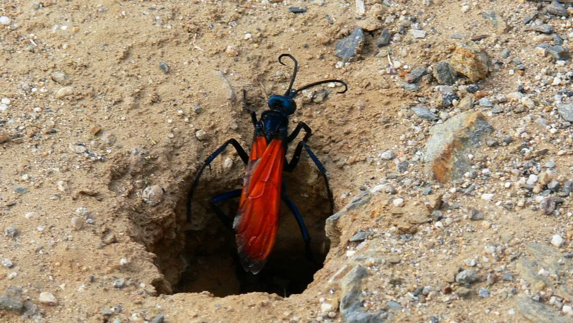 22977 tarantula hawk sting