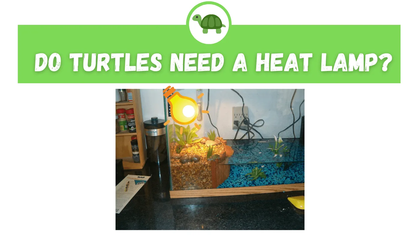 22978 heat lamp for tarantula