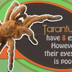 /img/22980-tarantula-defensive-posture.webp