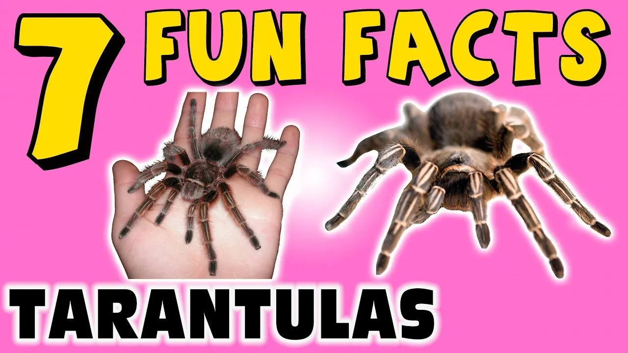 22980 tarantula eating