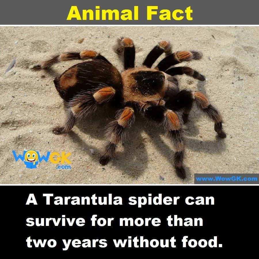 22980 tarantula molting