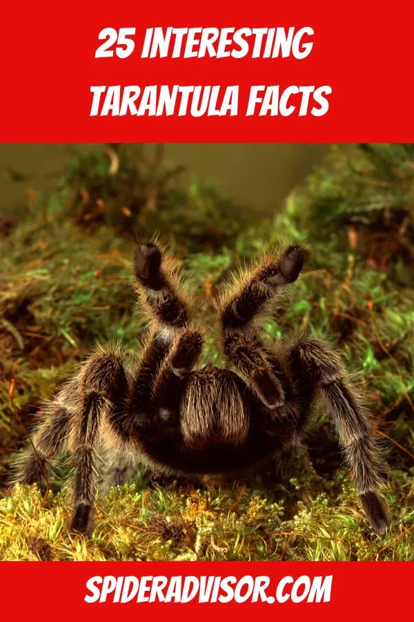22980 tarantula species
