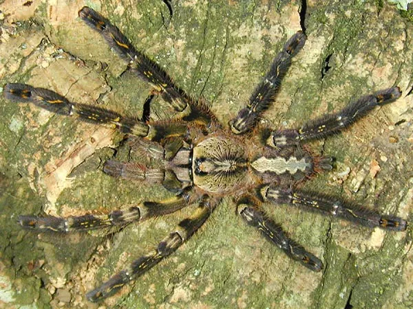 22982 tarantula bite first aid