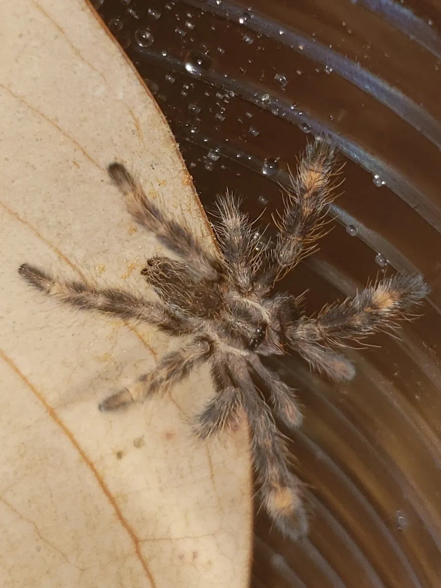 /img/22982-tarantula-bite-recovery.webp
