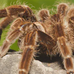 /img/22984-avoid-buying-tarantulas.webp