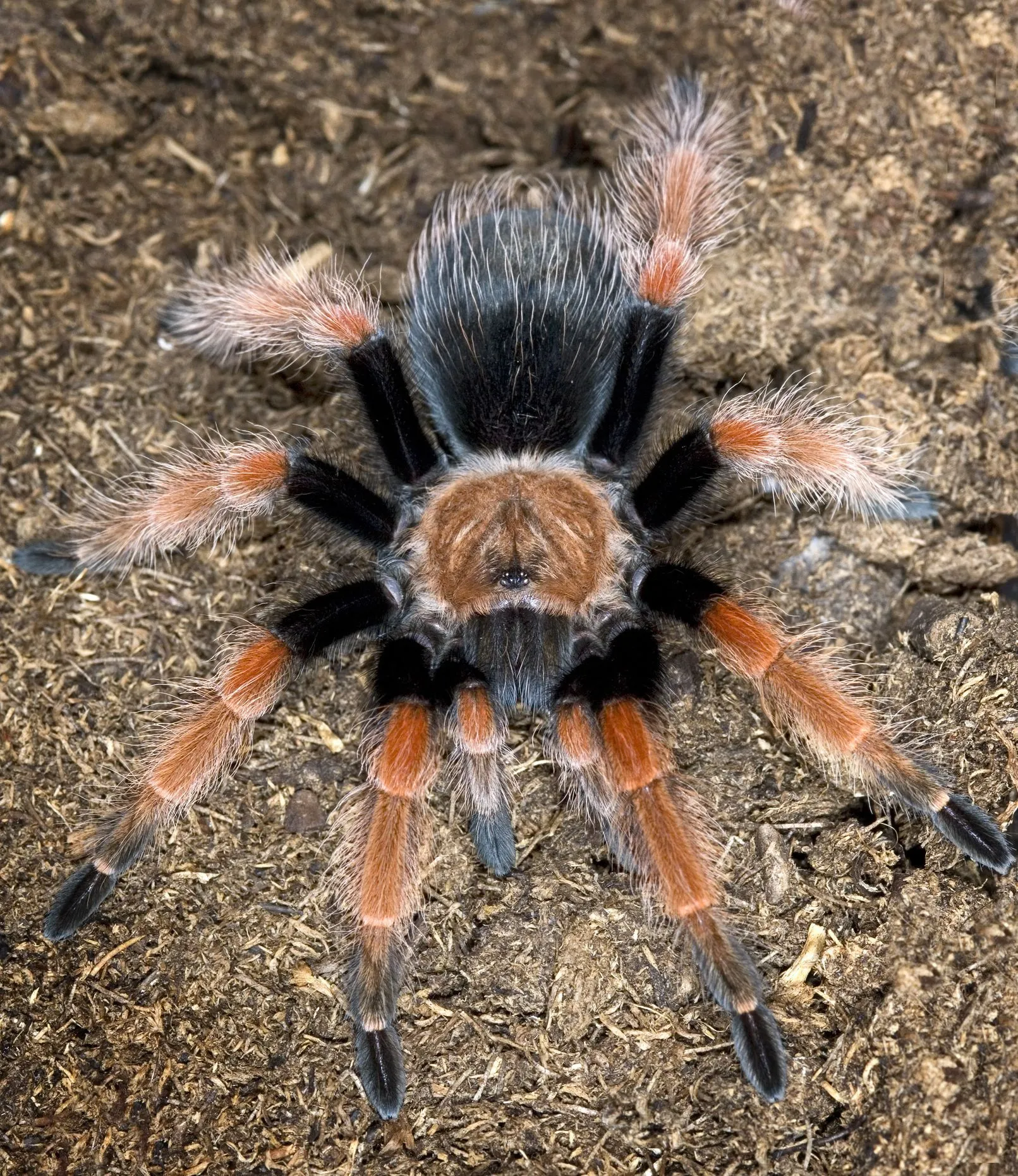 22984 seller2 tarantulas