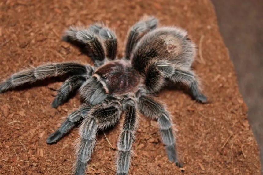 22984 tarantula shipping