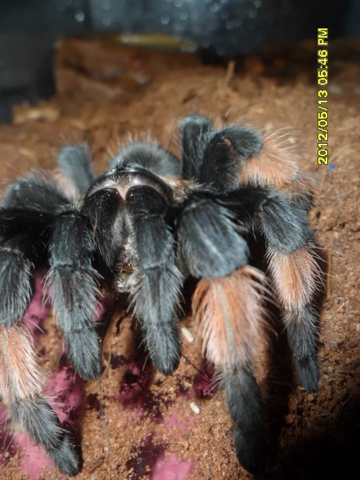 22985 eating tarantula
