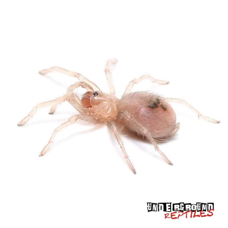 22987 blue mexican tarantula behavior