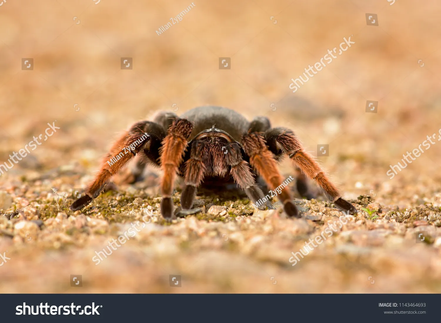 22987 blue mexican tarantula eating