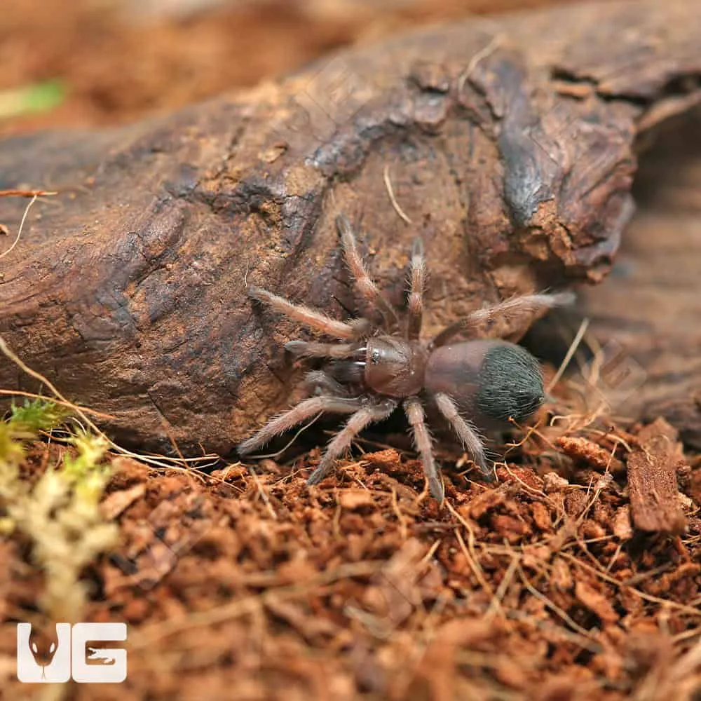 /img/22987-blue-mexican-tarantula-enclosure.webp