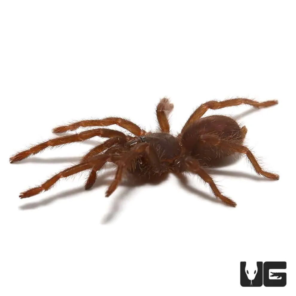 22987 blue mexican tarantula molting