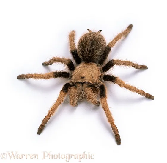 22987 blue mexican tarantula overview