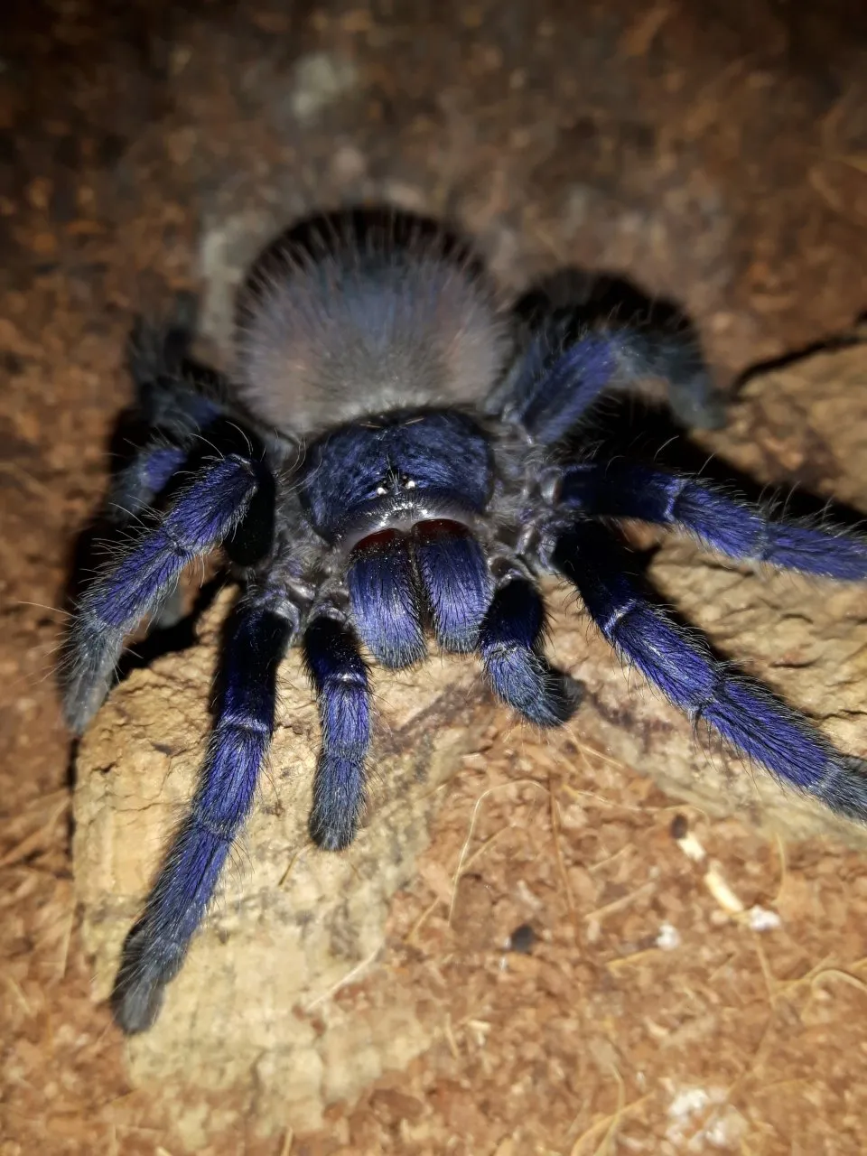 22987 blue mexican tarantula size