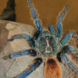 /img/22988-green-bottle-tarantula-enclosure.webp