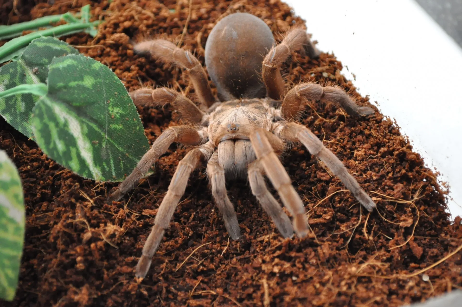 /img/22989-bird-eating-tarantula-handling.webp