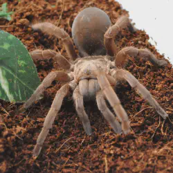 /img/22989-bird-eating-tarantula-handling.webp