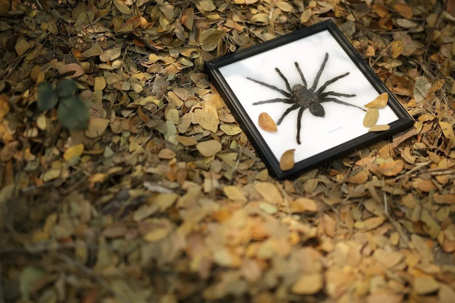 22989 bird eating tarantula health