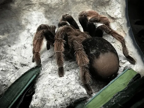 22989 bird eating tarantula molting