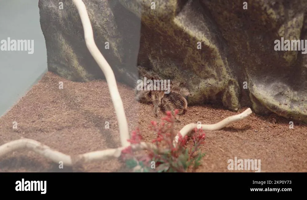 22989 bird eating tarantula overview