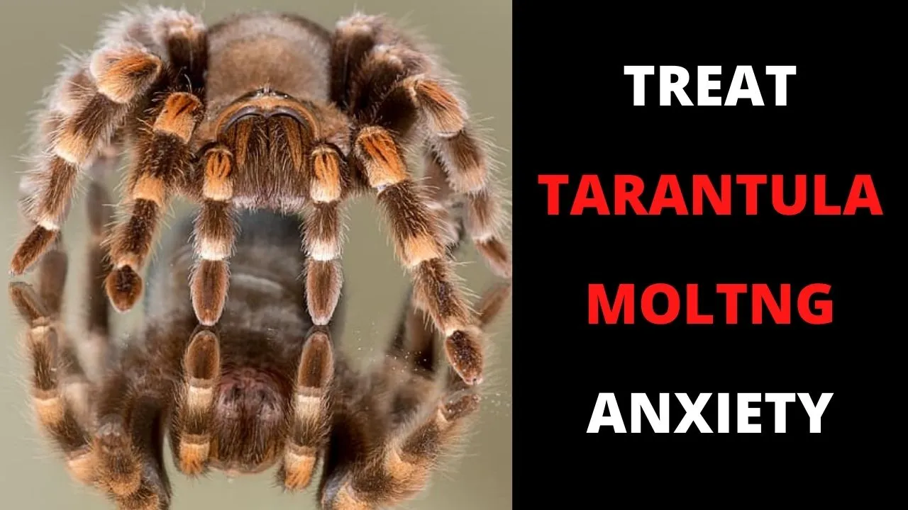 22990 tarantula boundaries