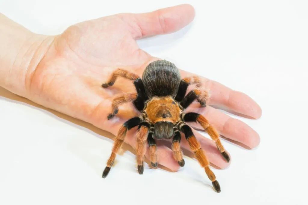 /img/22990-tarantula-grounding.webp