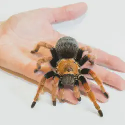 /img/22990-tarantula-grounding.webp