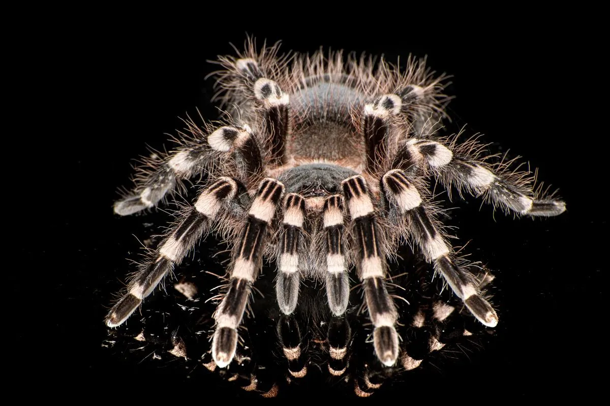 22990 tarantula shadow work