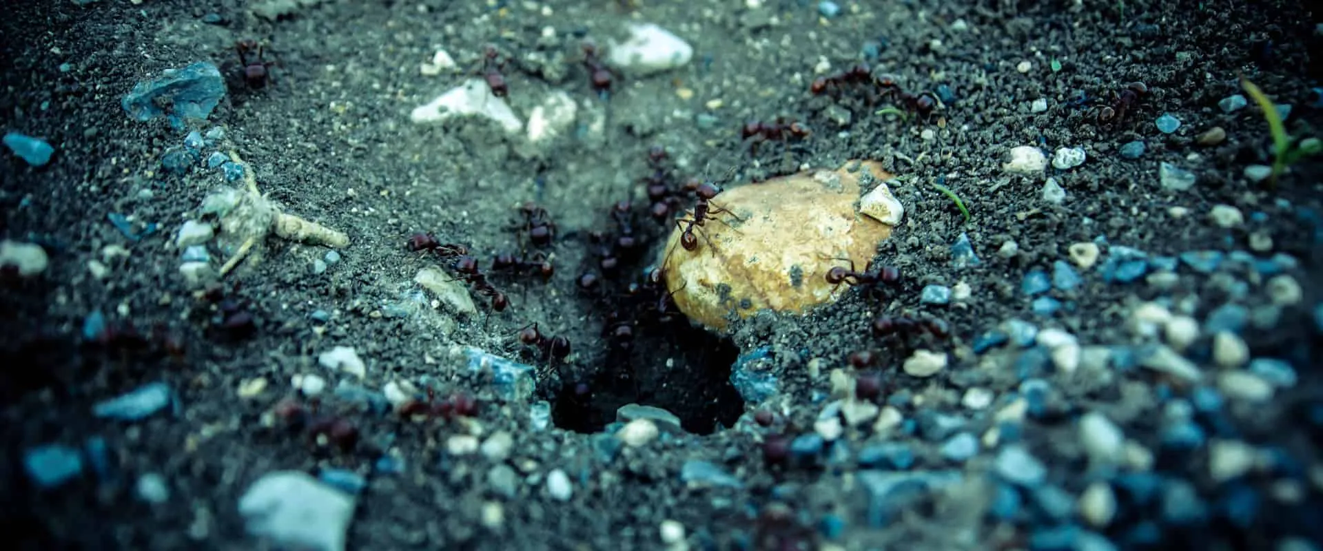 22995 tarantula and ants