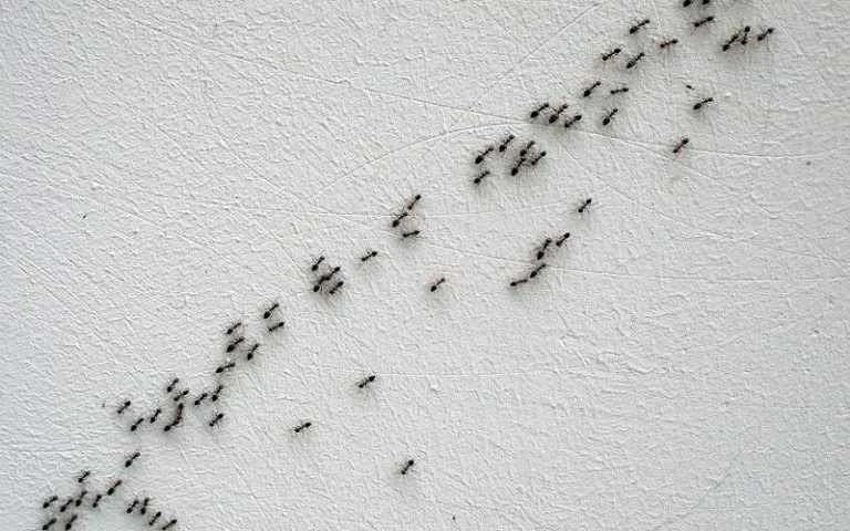 22995 tarantula enclosure