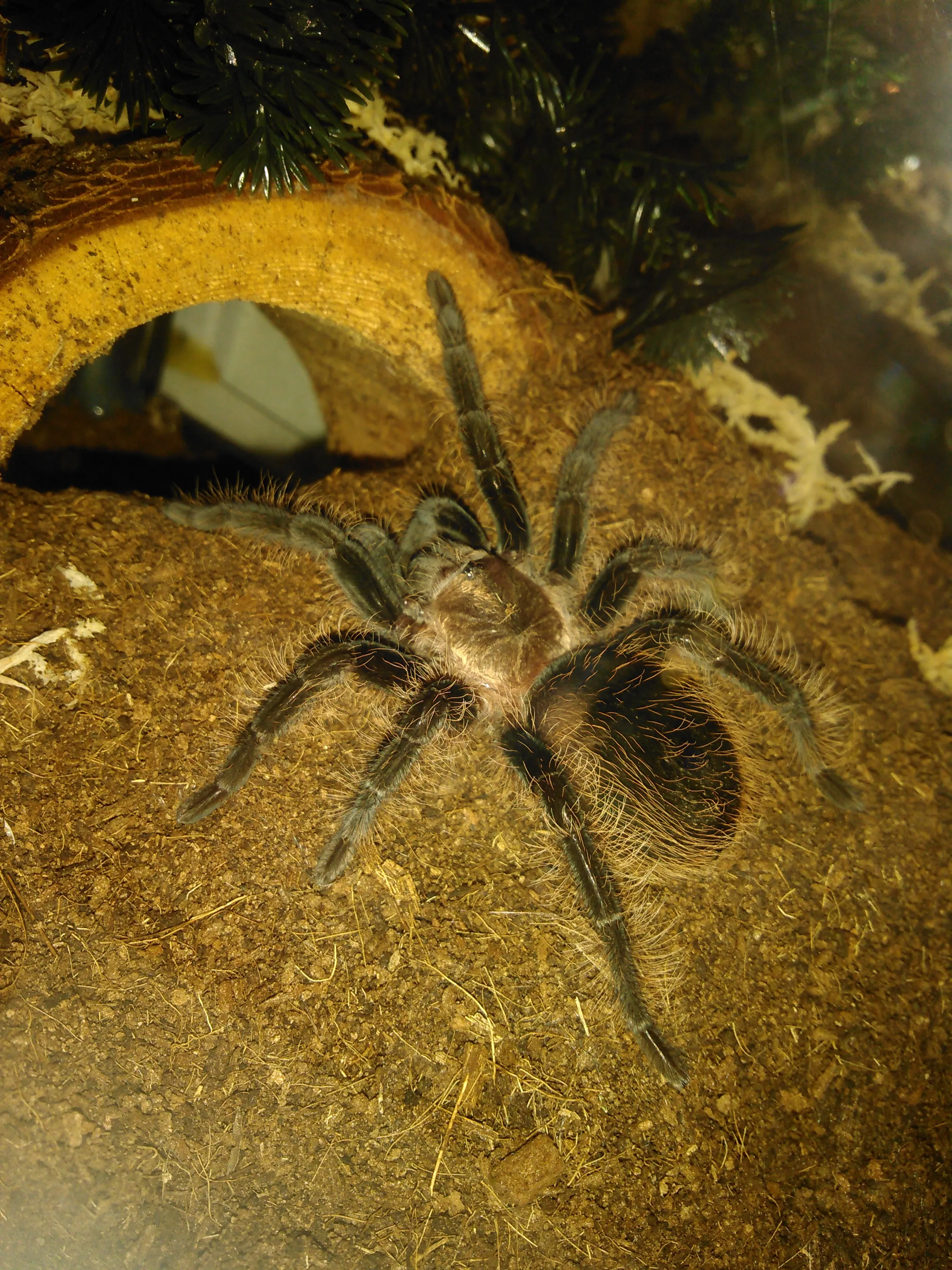 22998 albo tarantula substrate