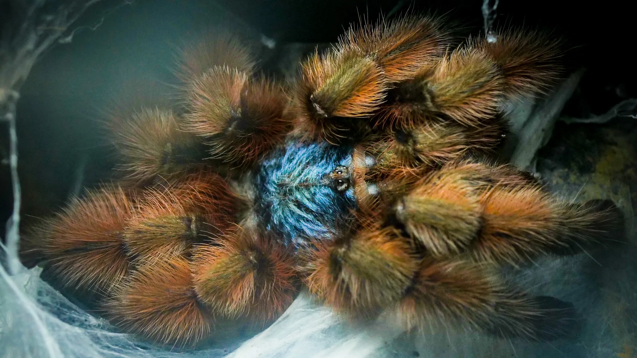 22998 albo tarantula water
