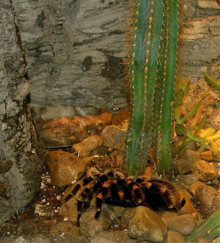 22999 tarantula hunting prey