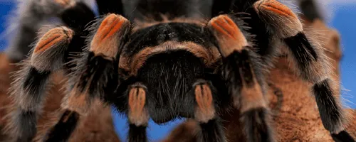 22999 tarantula venom research